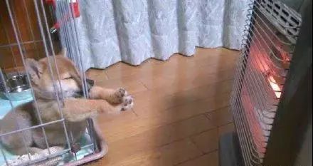 三只柯基爆笑取暖引网友调侃:赶紧翻面儿吧,都烤糊了,哈哈哈哈-微信头条网 三只柯基爆笑取暖引网友调侃:赶紧翻面儿吧,都烤糊了,哈哈哈哈