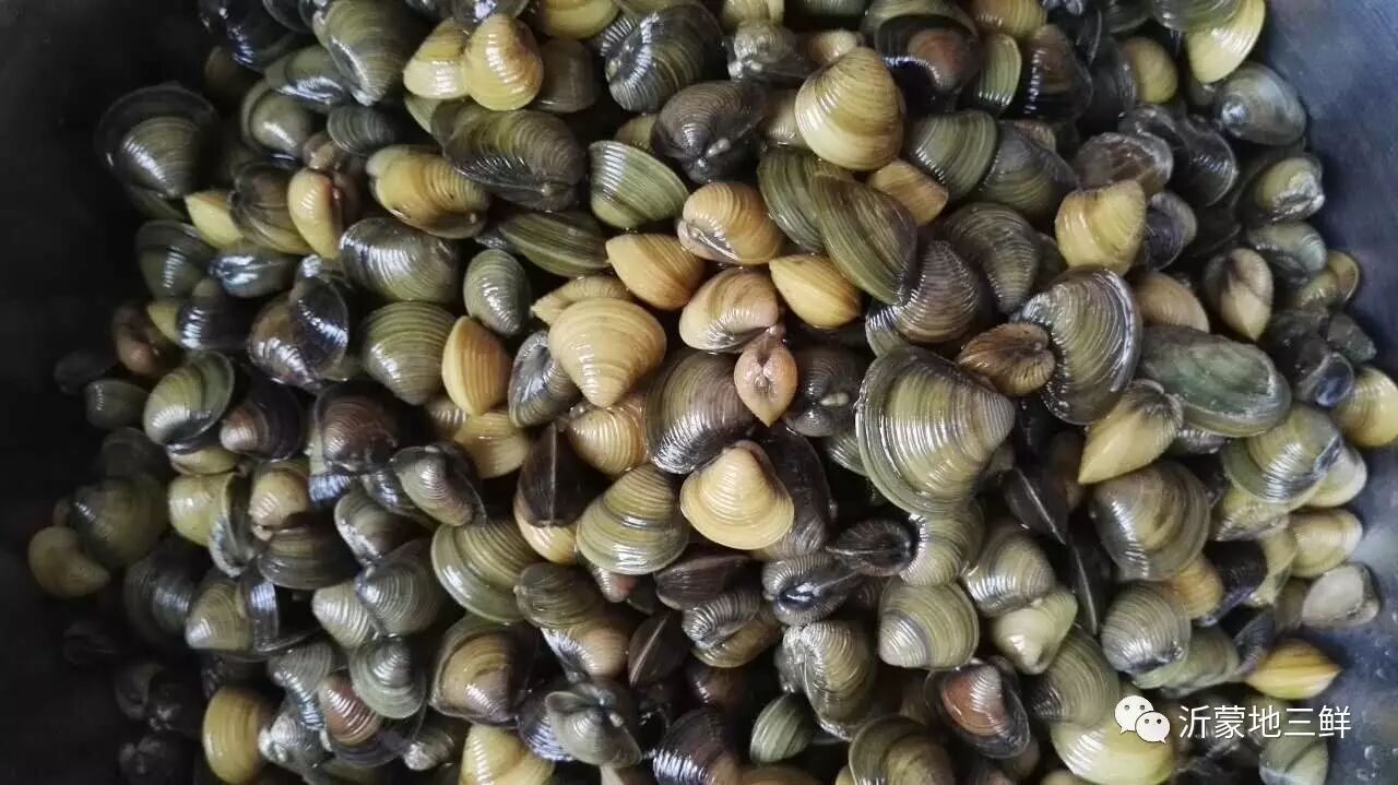 但是在我的眼里,最亲民最鲜美的当属沂河沭河的米蛤蝲,我们那里都叫mi