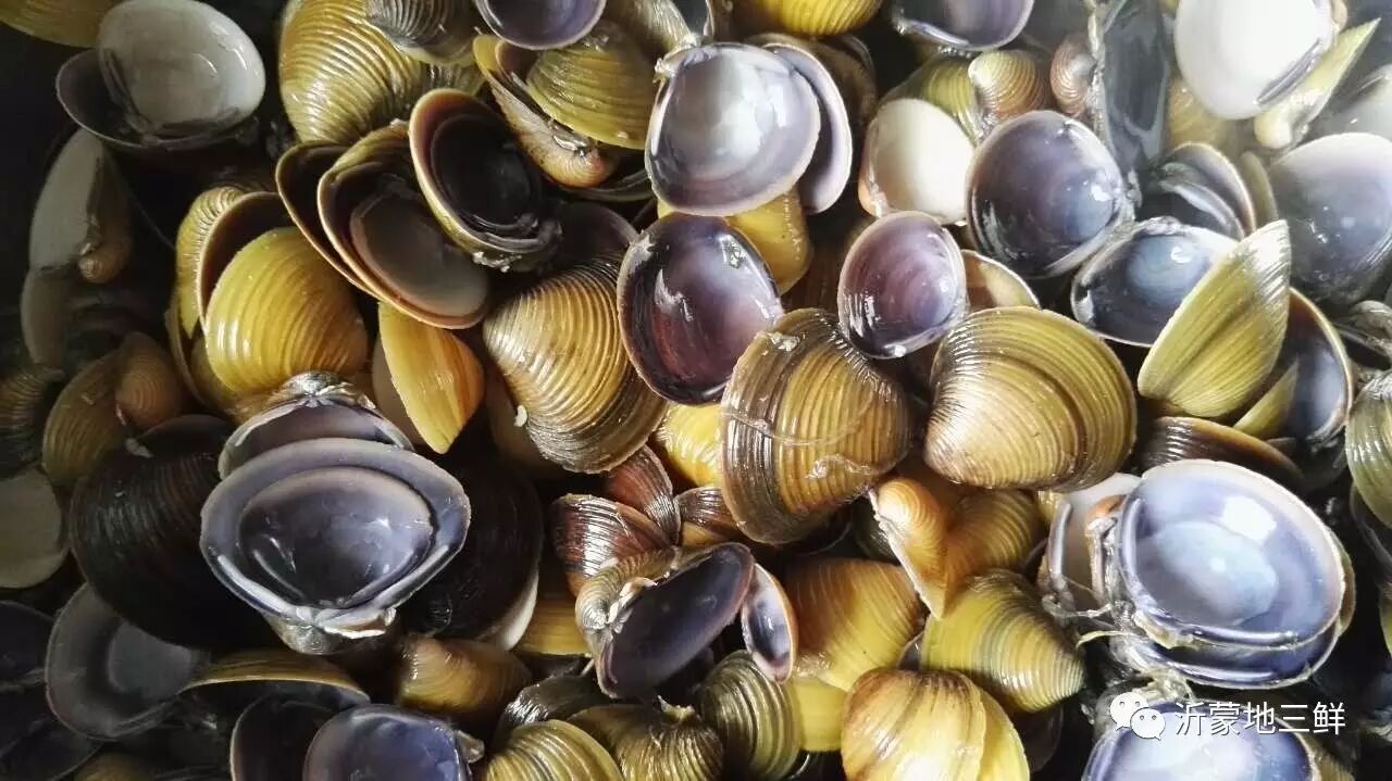 原创沂蒙最鲜米蛤喇