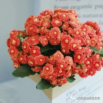 洋桔梗鲜花养护方法_带泥鲜花礼盒如何养护_鲜花养护