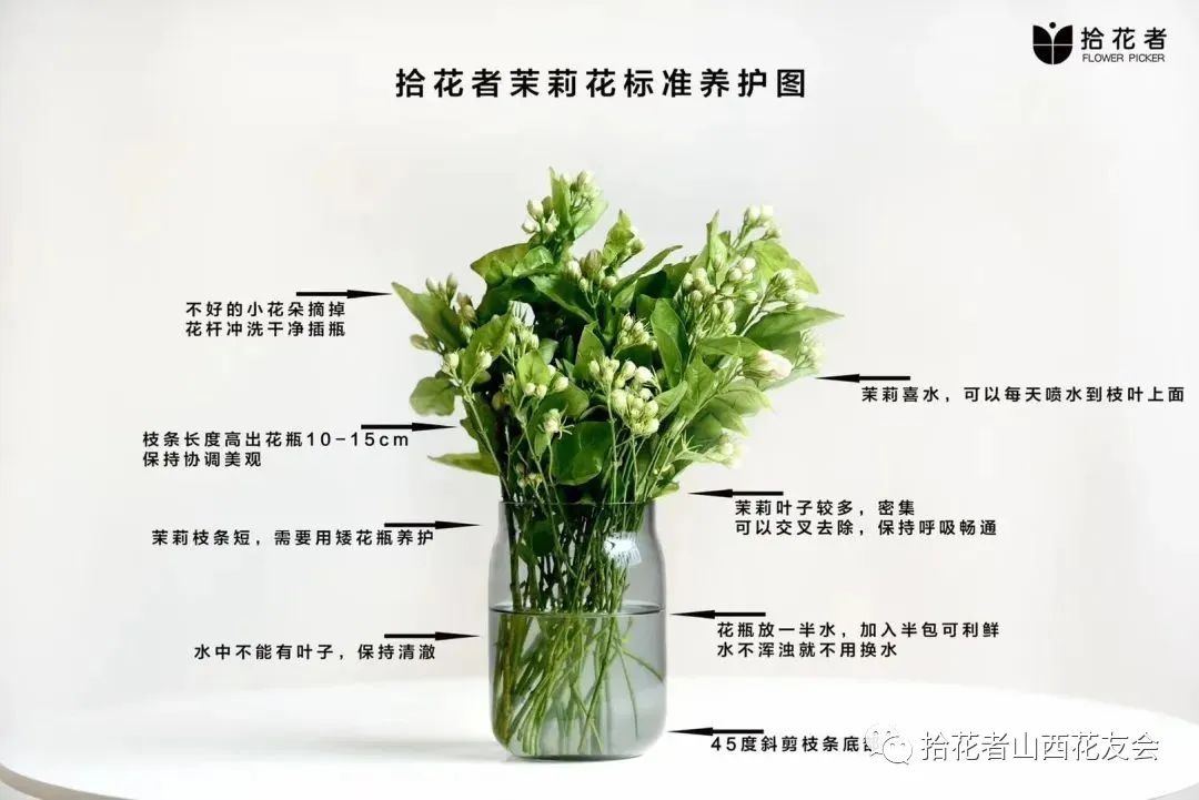 鲜花养护_玫瑰鲜花养护_鲜花养护方法