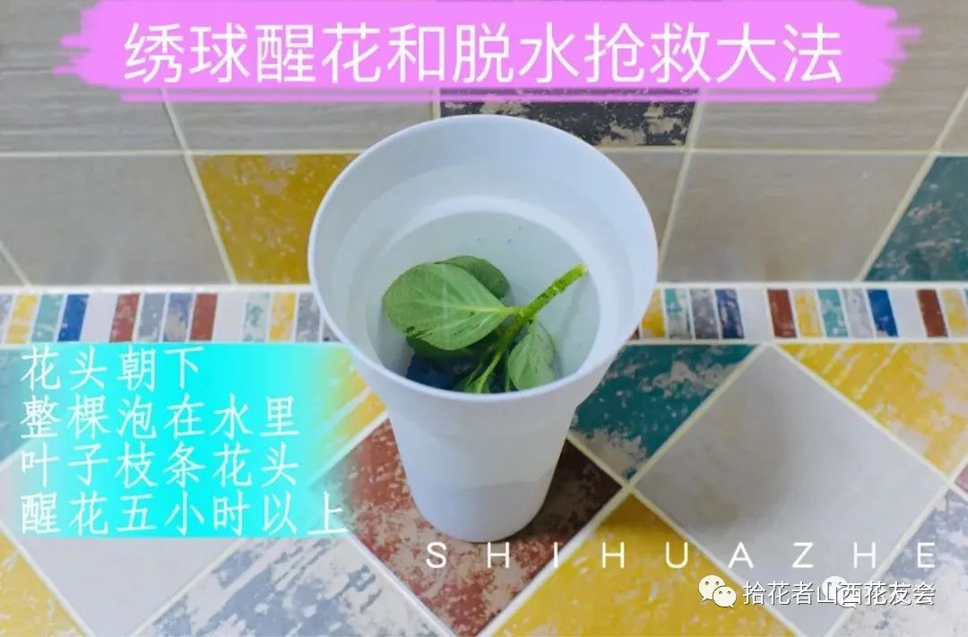 鲜花养护保鲜法_鲜花养护_鲜花养护方法/