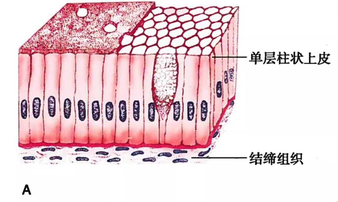 医学图谱 —— 上皮组织