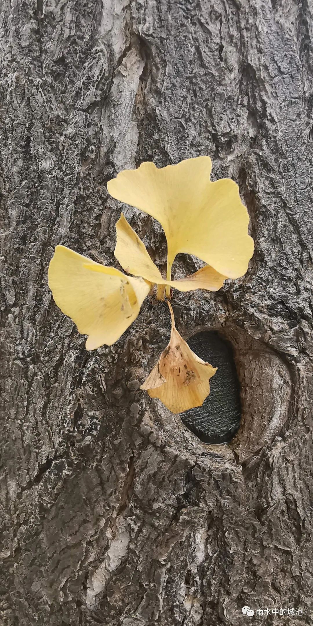 虚无之地 全网搜