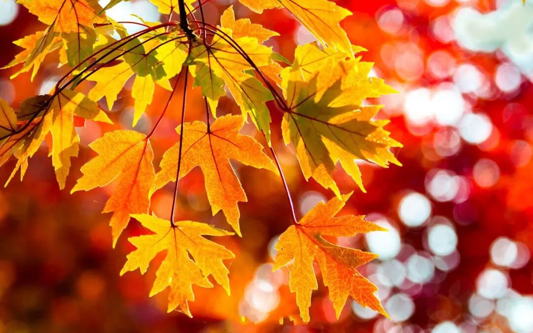 秋季如何养发不脱发？