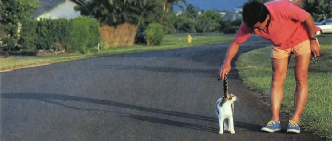 看来看去还是猫咪可爱，村上春树的猫咪日记