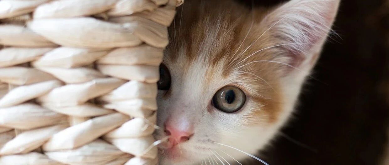 面对虐待动物事件，我们还能做些什么？