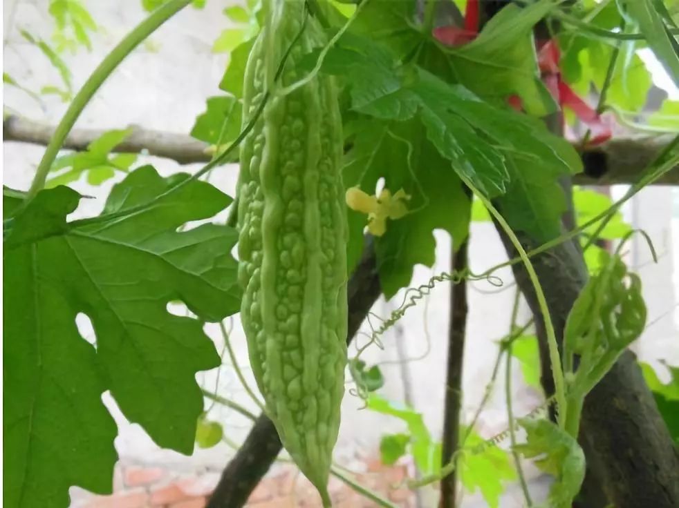 すべての花の画像 50 瓜野菜