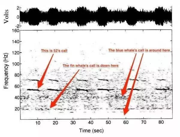 因為普通鯨魚的叫聲屬於15至40赫茲,而它歌聲的頻率則是52赫茲.