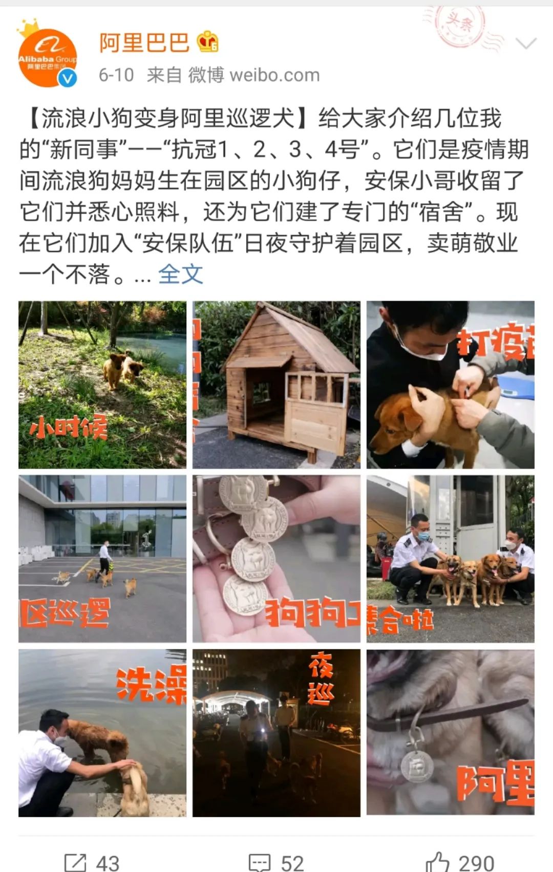 狗生巔峰！4隻流浪狗被阿裡收編為正式員工，一看名字，太有意義了吧！ 寵物 第1張