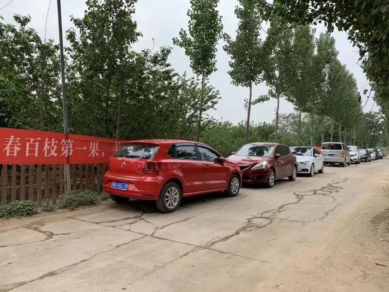 樱桃红了 再不来就没了！