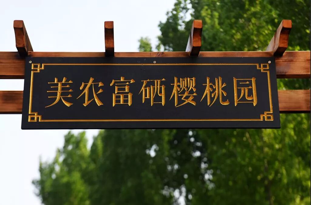 樱桃红了 再不来就没了！