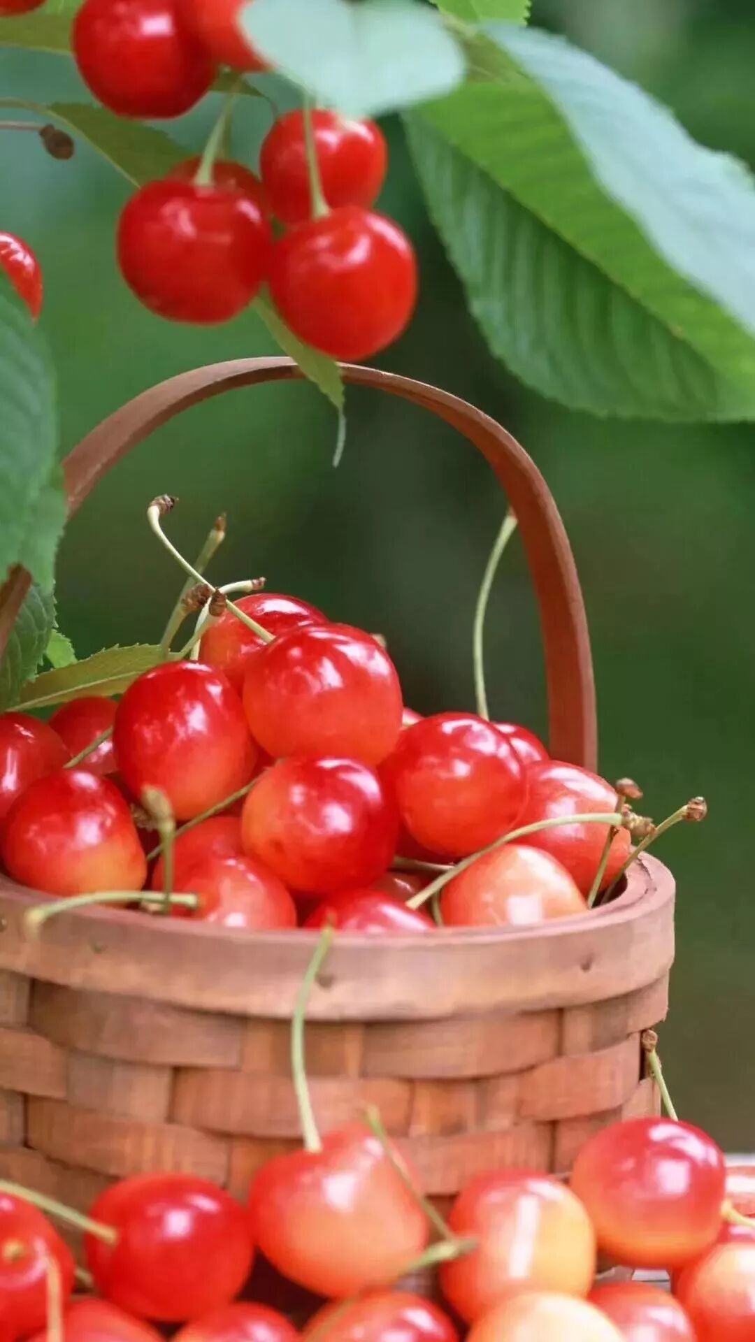 樱桃红了 再不来就没了！