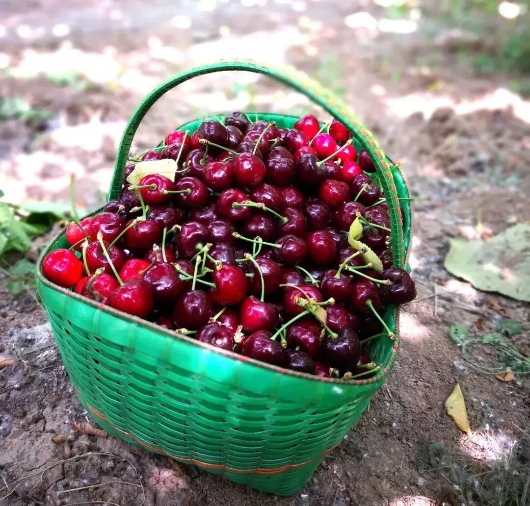 樱桃红了 再不来就没了！