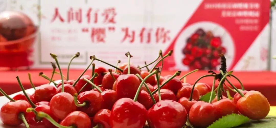 樱桃红了 再不来就没了！