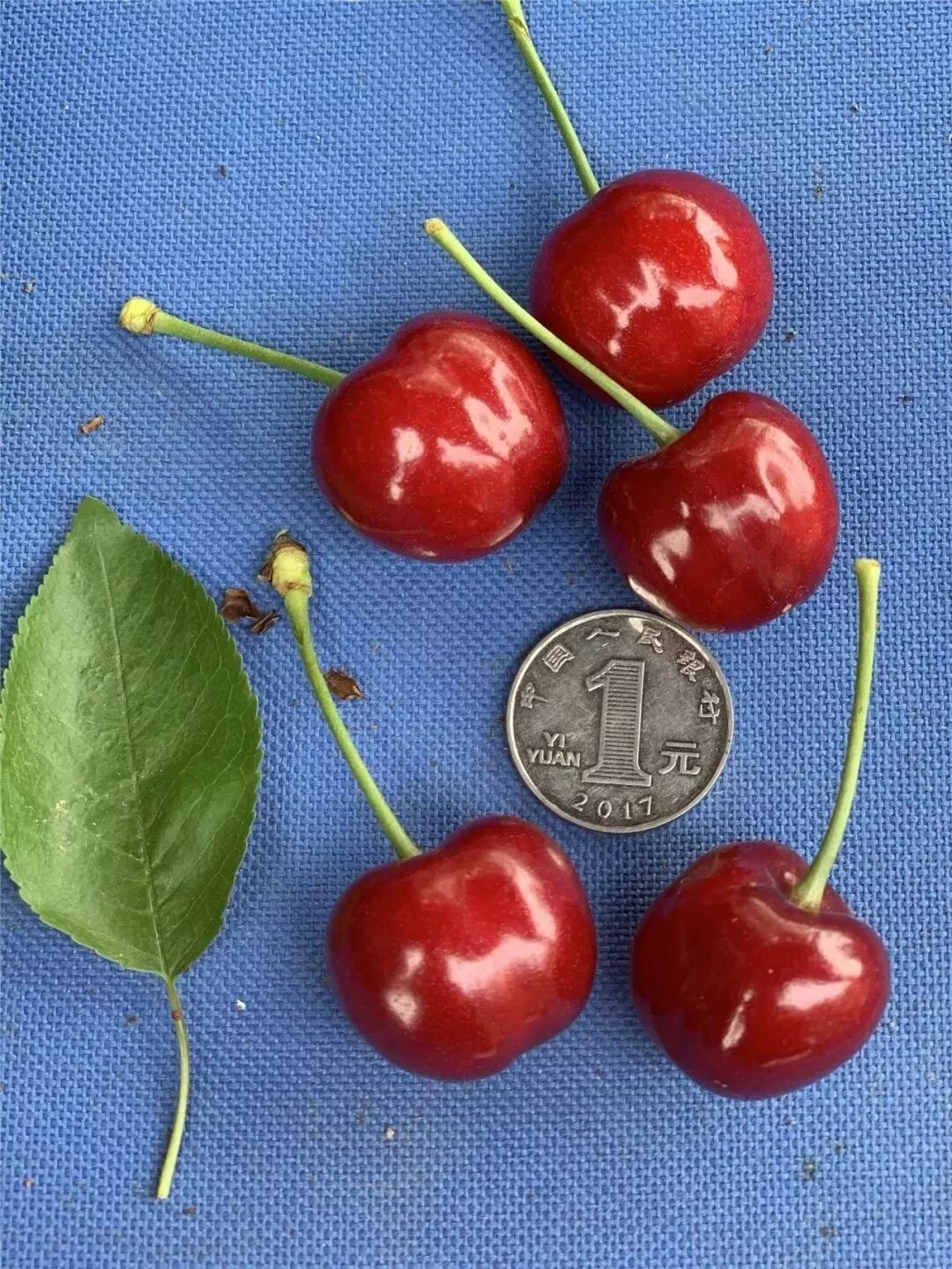 樱桃红了 再不来就没了！