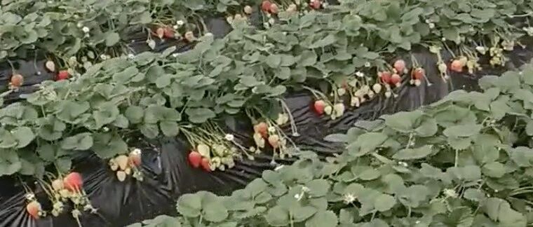 “吃草莓会导致得出血热”？专家辟谣！