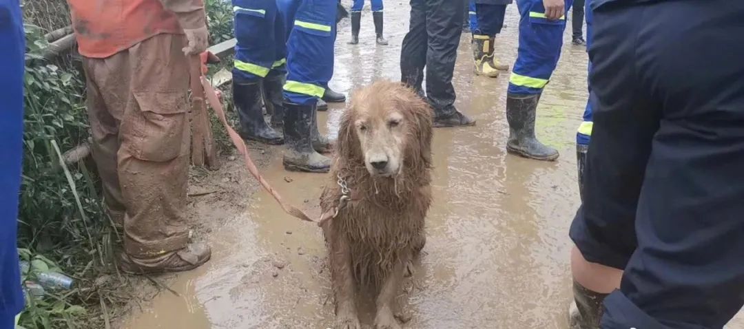 那隻被拼盡全力救人的大金毛搜救犬終於退役了，為了帶它回家，這個等了整整6年…… 寵物 第1張