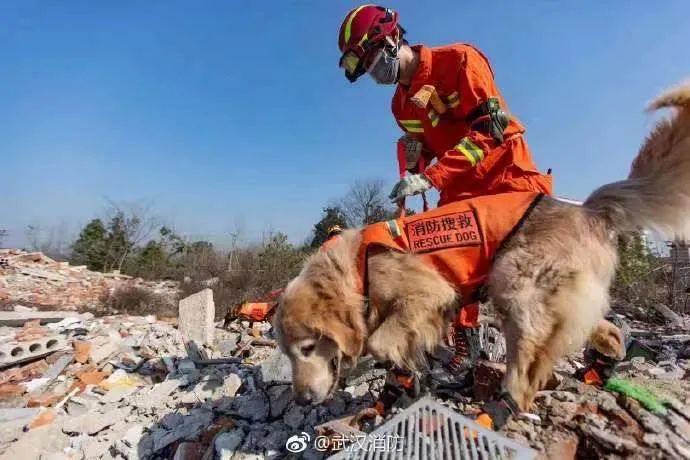 那隻被拼盡全力救人的大金毛搜救犬終於退役了，為了帶它回家，這個等了整整6年…… 寵物 第11張