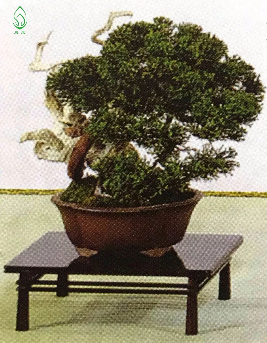 真柏改作 今井千春 益光盆景 微信公众号文章阅读 Wemp