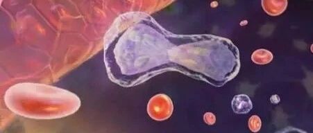 都在这了！原发性免疫性血小板减少症病因、诊断与治疗结果