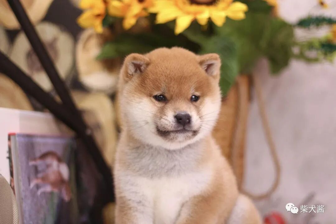 豆柴和柴犬的区别有哪些 宠物新鲜事