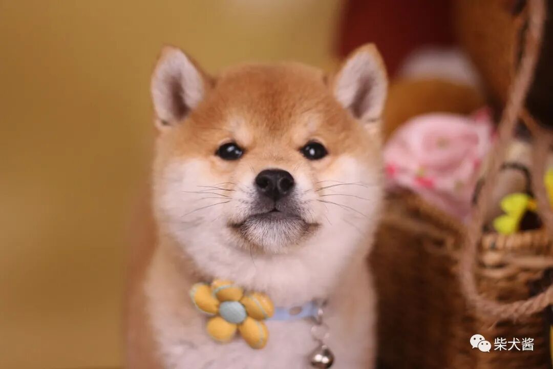 什么 豆柴也有好多种颜色 不同颜色豆柴都什么价格 宠物新鲜事