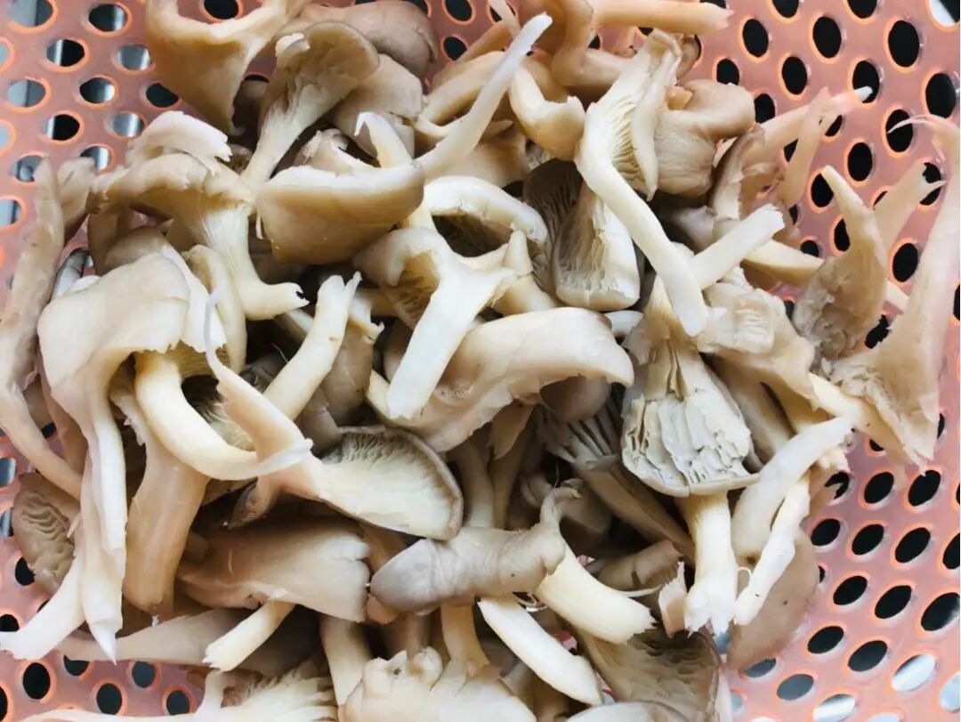 �Դ���Ч�Ľ���Ģ�����ǲ��ǲ�һ��һ����