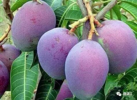 乐山贝类批发价联盟,雷州这次真要火了,被央视足足曝光了20多分钟!