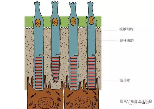 我们生活的世界 原本到底是什么样子 让全色盲的眼睛告诉你 社荟奇闻 微信公众号文章阅读 Wemp