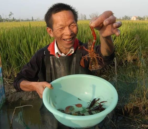 如果你計劃養小龍蝦,建議收藏學習這份高效益的稻田養蝦模式