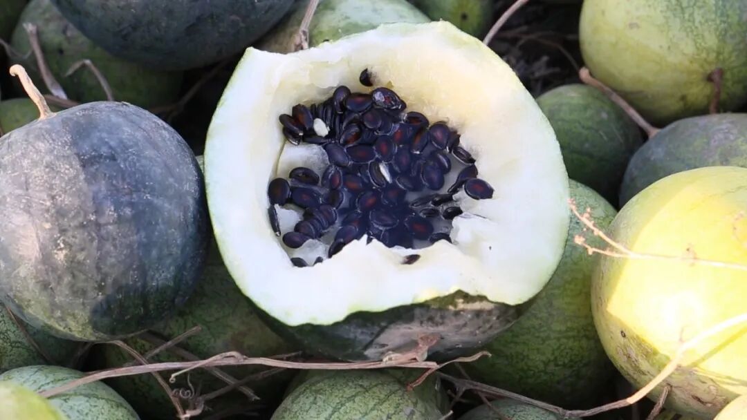 走进乡村看小康巴里坤县试种打瓜获得成功