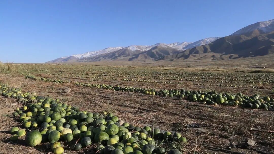 9月30日,在位于石人子乡大泉湾村的打瓜种植地里,农户在打瓜收获机的