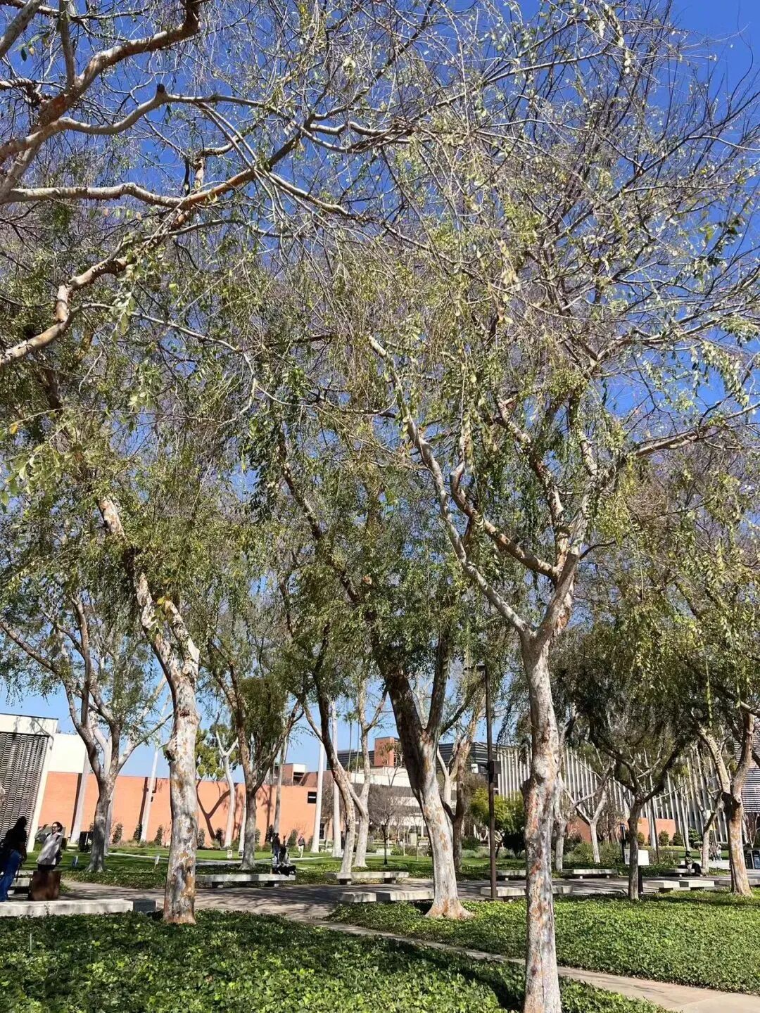 美国访学生活体验我在美国学开车