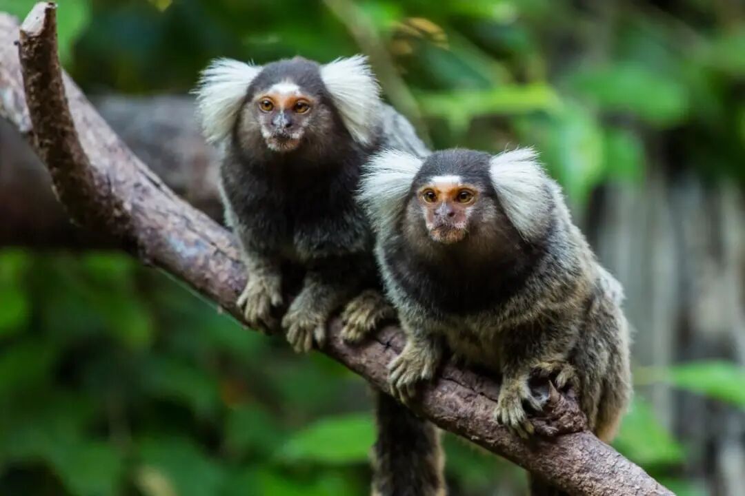 Nature：华大研究院解密狨猴二倍体遗传信息差异， 提出“完美基因组”新标准-肽度TIMEDOO