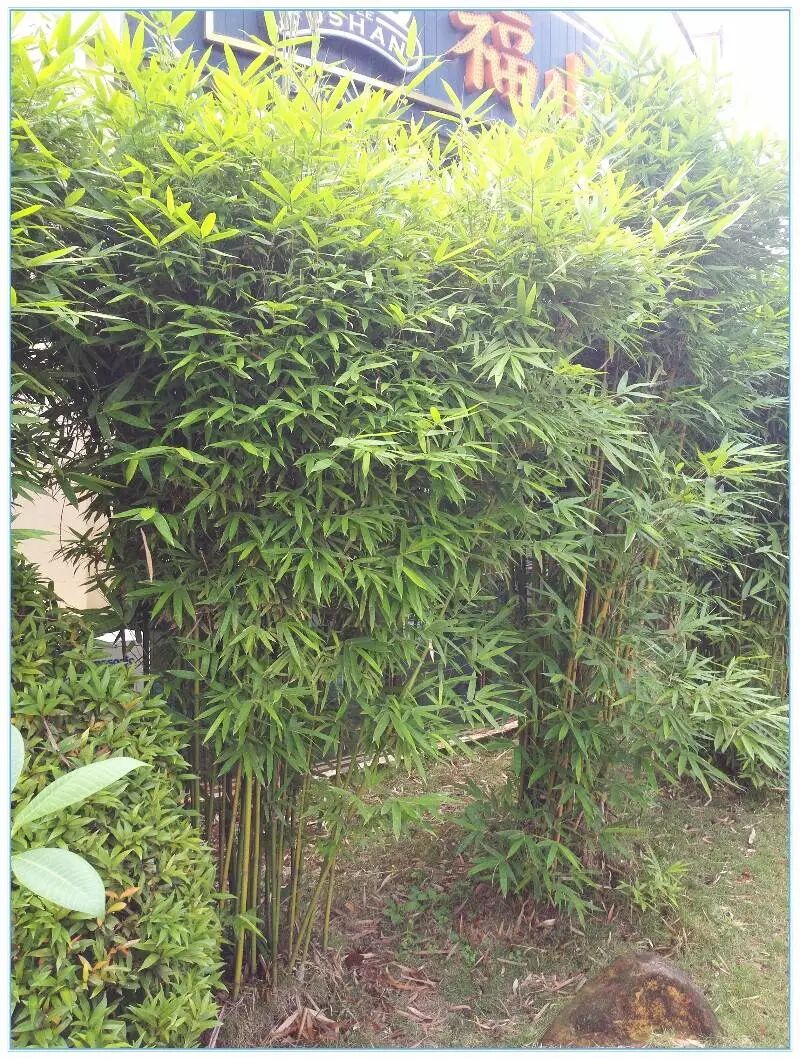 【海南纪事】福山咖啡文化风情小镇游记