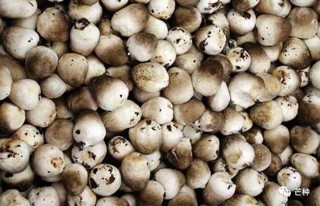 蘑菇种类及图片大全