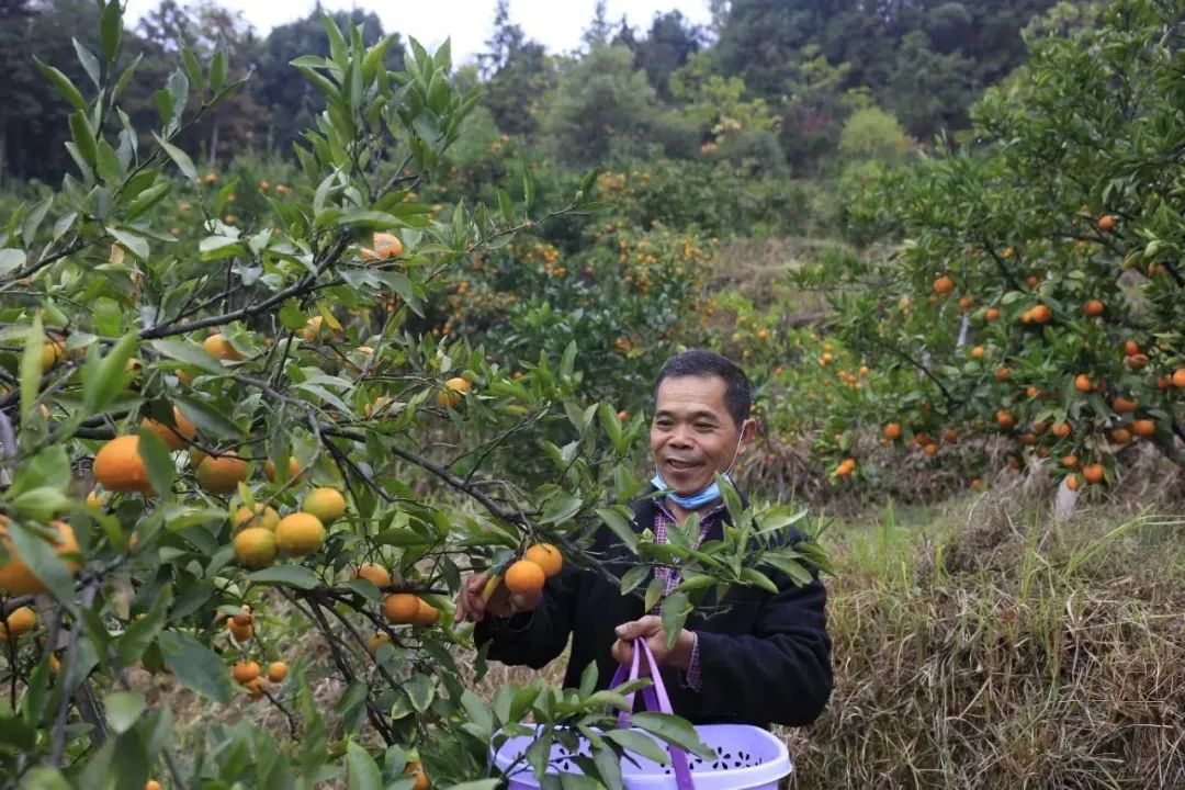 致富种植什么比较赚大钱_致富经种植_致富种植创业项目