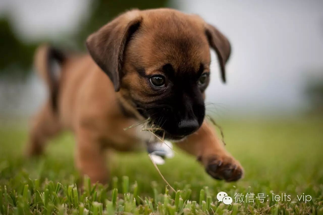 or uncaring can be described as meaner than a junkyard dog