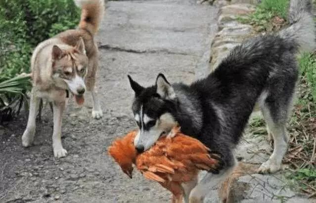 網友將二哈帶回老家飼養，結果第二天就被爸媽給趕回來了…… 寵物 第6張