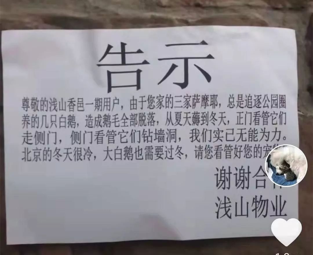 三隻薩摩組隊在小區裡薅鵝毛，物業哭了：我們已經無能為力！ 寵物 第2張