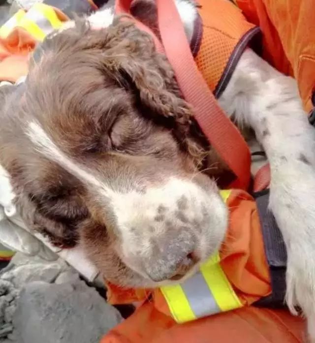 汶川地震中最後一隻搜救犬去世，它們的名字值得所有人銘記 寵物 第10張