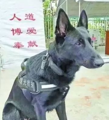 汶川地震中最後一隻搜救犬去世，它們的名字值得所有人銘記 寵物 第11張