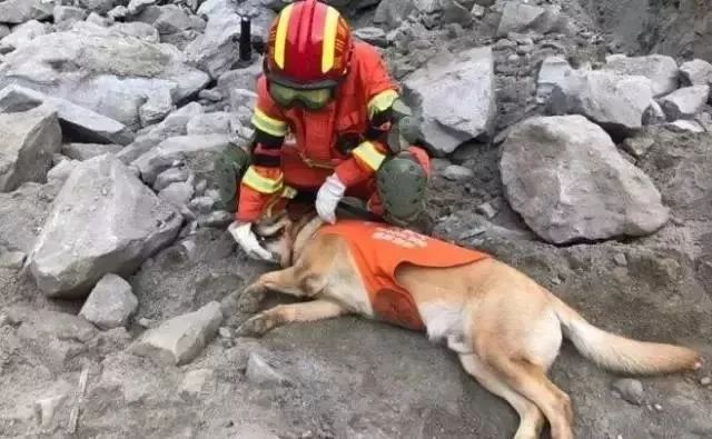 汶川地震中最後一隻搜救犬去世，它們的名字值得所有人銘記 寵物 第9張