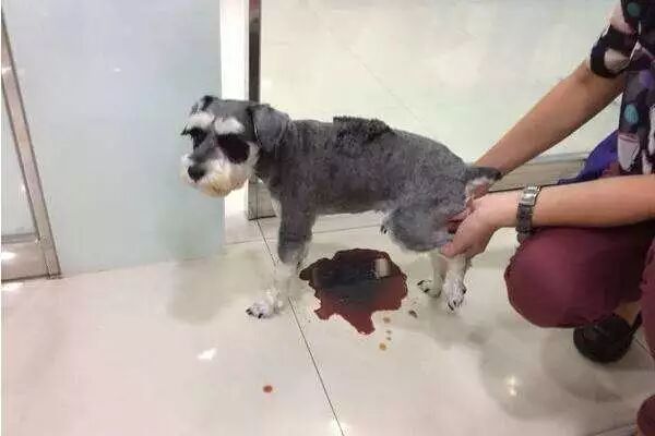 狗狗偷吃巧克力蛋糕后身亡 医生却说致命的不是巧克力 喂养 维宠宠物导航网