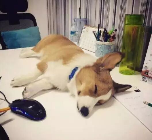 帶狗上班就給你漲薪水！網友紛紛炸了：想跳槽...... 寵物 第6張