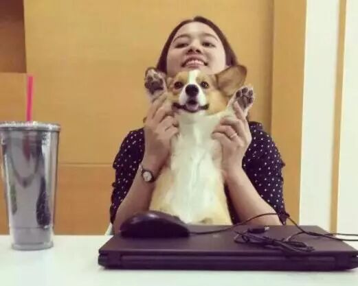 帶狗上班就給你漲薪水！網友紛紛炸了：想跳槽...... 寵物 第8張