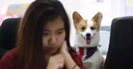 帶狗上班就給你漲薪水！網友紛紛炸了：想跳槽...... 寵物 第4張