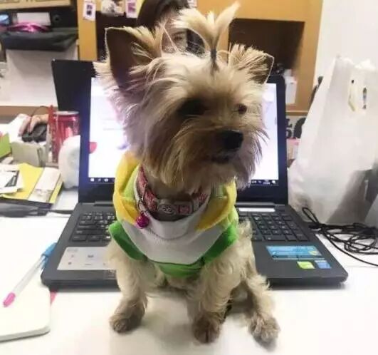 帶狗上班就給你漲薪水！網友紛紛炸了：想跳槽...... 寵物 第5張