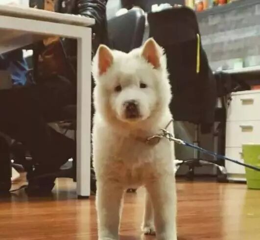 帶狗上班就給你漲薪水！網友紛紛炸了：想跳槽...... 寵物 第2張